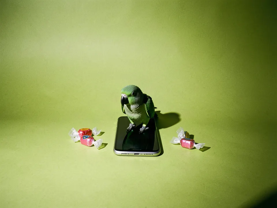 Un loro verde sobre un teléfono, con dulces alrededor