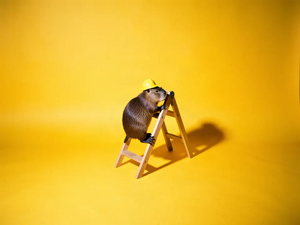 Un castor con casco amarillo subiendo una escalera