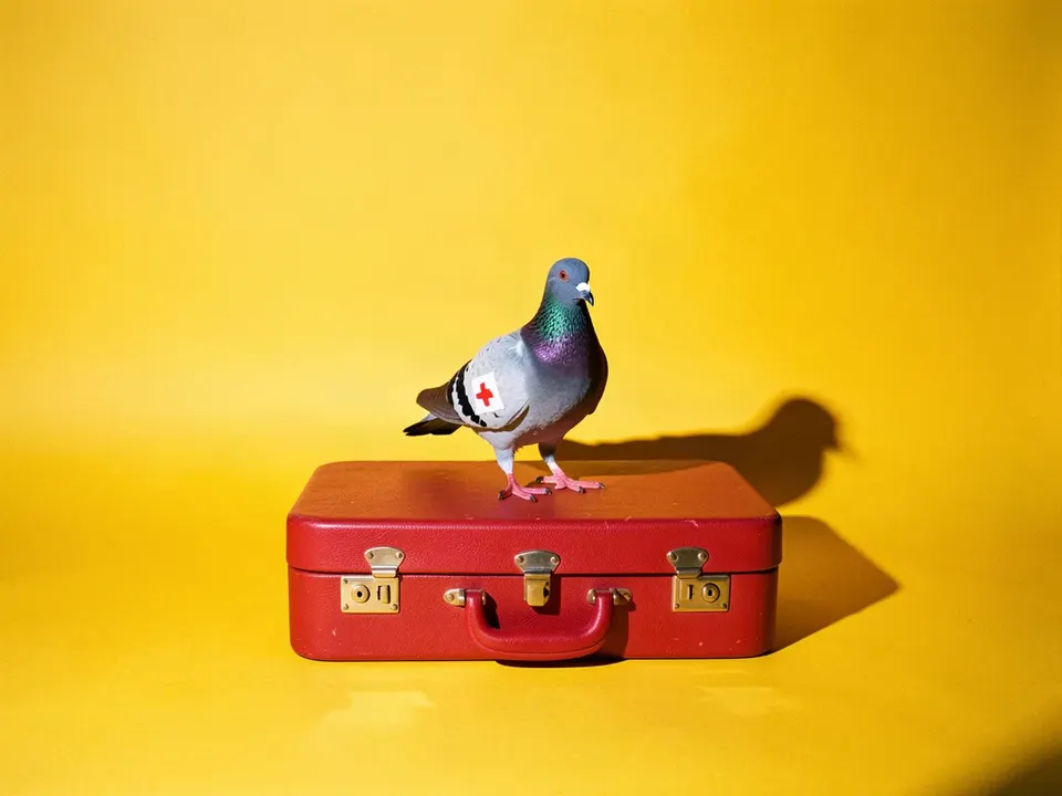 Una paloma con un vendaje en el ala sobre una maleta roja
